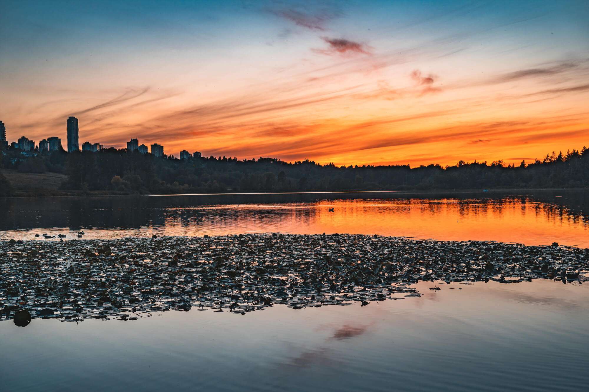 Top 5 Must-Do Activities in Burnaby: Explore, Enjoy, and Experience